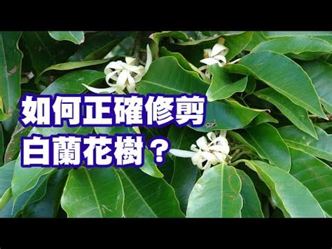 玉蘭樹風水|種玉蘭花對風水禁忌,玉蘭花的寓意和風水